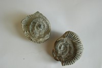 [A Fossil]