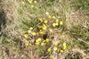 [coltsfoot1]