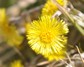 [coltsfoot3]