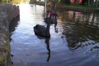 [The famous Black Swans of Dawlish]