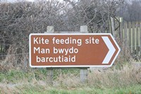 [Kite feeding site - Gigrin Farm]