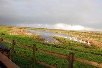 [A view from the hide at Greylake reserve, Somerset Levels]