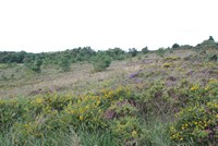 [Overlooking the heathland]