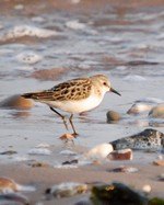 [little stint]