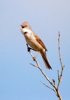 [Whitethroat]