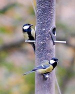 [Birds on feeder]