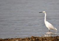 [little egret]