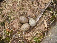 [Herring gull eggs]