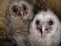[Tawny Owl chicks]