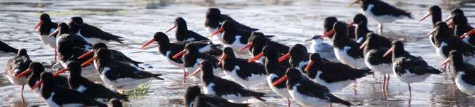 [oystercatchers]