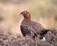 [redgrouse10]