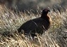 [redgrouse5]