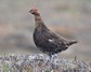 [redgrouse7]