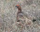 [redgrouse9]