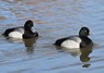 [scaup10]