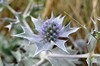 [seaholly6]