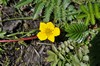 [silverweed3]