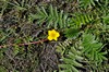 [silverweed4]