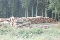 [Stacked timber waiting to be picked up]