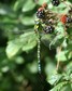 [southernhawker3]