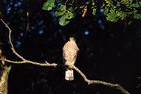 [Female sparrowhawk photgraphed at Dawlish Warren]