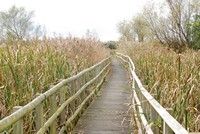 [one of the walk ways to the a hide]