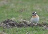 [whinchat10]