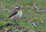 [whinchat11]