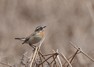 [whinchat12]
