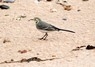 [whitewagtail2]