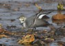 [whitewagtail3]