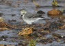 [whitewagtail5]