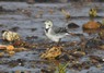 [whitewagtail6]